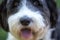 Close up of old English sheepdog`s nose and pink tongue