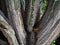 Close up old great cactus steam in Tenerife, Spain