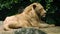 Close-up of old large white Lion