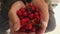 Close up of an old man hands holding a bunch of ripe red cherries picked from his home garden. Fresh bio fruits from a rural orcha