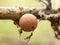 close up of old oak gall seed nut on tree branch macro detail