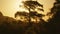 close up old pine tree against red sunset or sunrise sky with sun outdoors in nature. mountains and forest landscape