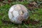 Close up of old rough looking football left out in all weathers on untidy grass