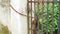 Close-up of an old rusty chain and a padlock on an old iron gate of an abandoned house.