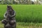 Close up of an old statue guarding the rice fields in bali