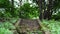 Close up of old stone stair in park. Abandoned overgrown steps in wooded area.