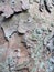 Close up of old textured sycamore bark with peeling layers in shades of green and brown