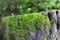 Close-up old tree stump with bright green moss