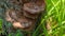 Close-Up Of Old Tree Stump Covered Moss Fungus. Beautiful Natural Creation