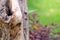 Close up old tree stumps with green grass background.