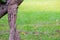 Close up old tree stumps with green grass background