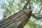 Close up old trunk trees texture