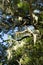 Close up of old white lichen in tree branches, Madeira island, Portugal