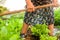 Close up of old woman hands holding hoe while working in the vegetables garden in countryside farm