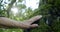 Close-up of the old woman`s hand touches the moss overgrown on the bark of a tree in the light of the sun