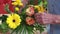 Close-up of old womans hand fixing a bouquet of flowers