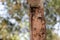 Close-up of old wooden house pillar There are traces of termites. The wooden pole looks dangerous. Should be protected from