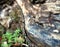 Close up of an old worn trunk abandoned in the woods