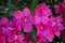 Close-up of Oleander flower. Multiple flowers. In pink