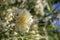 Close-up of Oleander white plant