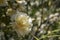 Close-up of Oleander white plant