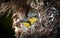 Close up of Olive-backed Sunbird family; baby bird in a bird nest hanging on tree branch waiting food from mother. Common birds in