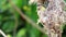 Close up of Olive-backed Sunbird family; baby bird in a bird nest hanging on tree branch waiting food from mother. Common birds in