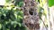 Close up of Olive-backed Sunbird family; baby bird in a bird nest hanging on tree branch waiting food from mother. Common birds in