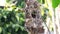 Close up of Olive-backed Sunbird family; baby bird in a bird nest hanging on tree branch waiting food from mother. Common birds in