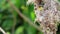 Close up of Olive-backed Sunbird family; baby bird in a bird nest hanging on tree branch waiting food from mother. Common birds in