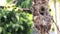 Close up of olive-backed sunbird family; baby bird in a bird nest hanging on tree branch waiting food from mother. Common birds in