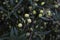 Close-up of a Olive tree, Olea europea at sunrise