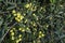 Close-up of a Olive tree, Olea europea at sunrise