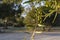 Close-up of a Olive tree, Olea europea at sunrise