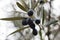 Close-up of an olive tree after the rain. Selective focus. Soller, Majorca