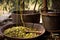 close-up of olives being pressed for oil extraction