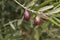 Close up of olives maturing in the tree