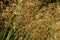 Close up of onamental grass stipa gigantea