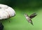 Close up on one Anna`s Hummingbird hovering near dripping bird bath