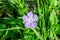 Close up of one blue flower of periwinkle or myrtle herb Vinca minor in a sunny spring garden, beautiful outdoor floral backgrou