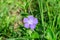 Close up of one blue flower of periwinkle or myrtle herb Vinca minor in a sunny spring garden, beautiful outdoor floral backgrou