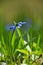 Close up one blue spring Scilla snowdrop flower