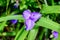 Close up of one blue Tradescantia virginiana, the Virginia spiderwort or Bluejacket flower in a sunny summer day in Scotland, Unit