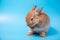 CLose up One brown young adorable bunny sitting lick and clean leg on blue background