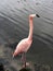 Close-up of one charming Pink Flamingo in the water on the Cayo-Coco island, Cuba, Atlantic ocean