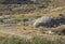 Close-up of one of the countless military concrete bunkers or dots in the southern Albania built during the communist government