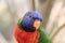 Close-up of one curious rainbow lorikeet looking straight into the camera