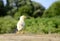 Close up one cute little newborn yellow chicken on wooden background in farm with copy space. Concept of raising chickens on a