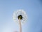 Close up, one dandelion flower with white seeds