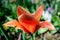 Close up of one delicate vivid red tulip in full bloom in a sunny spring garden, beautiful outdoor floral background photographed